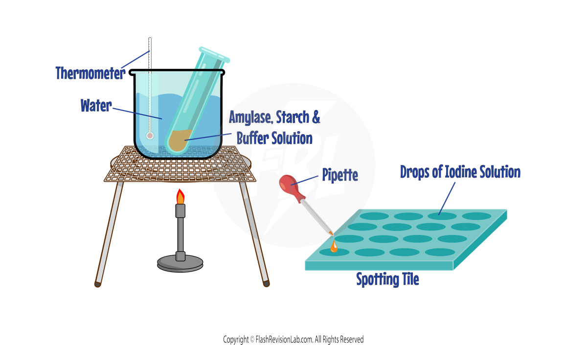 Enzyme Practical